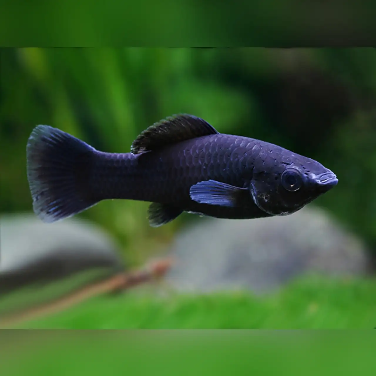 40 Coolest Freshwater Aquarium Fish 2024: For All Fish Keepers